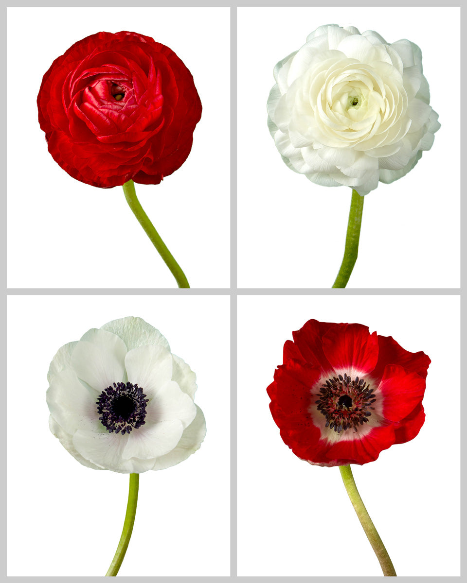 Ranunculus and Anemone Holiday Assorted Box