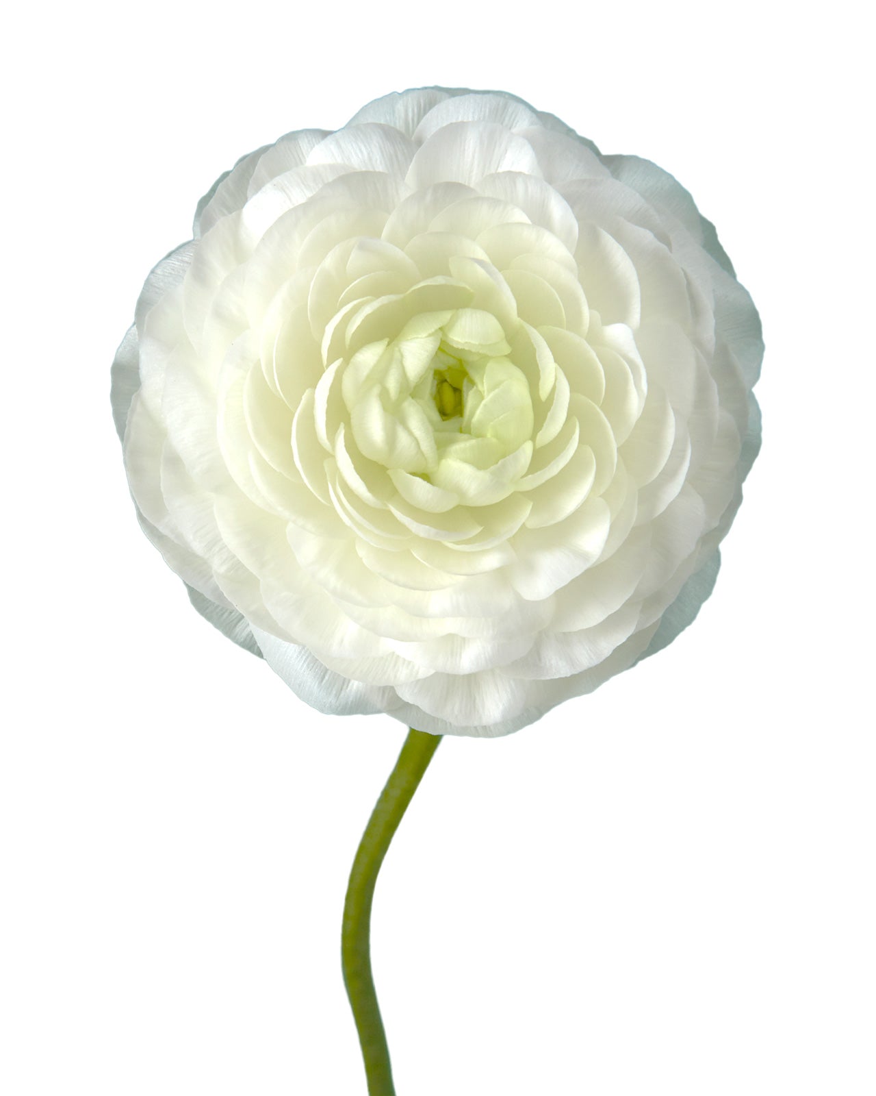 White Amandine Ranunculus