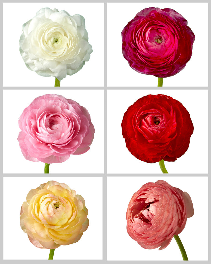 Ranunculus Elegance Assorted Box #840