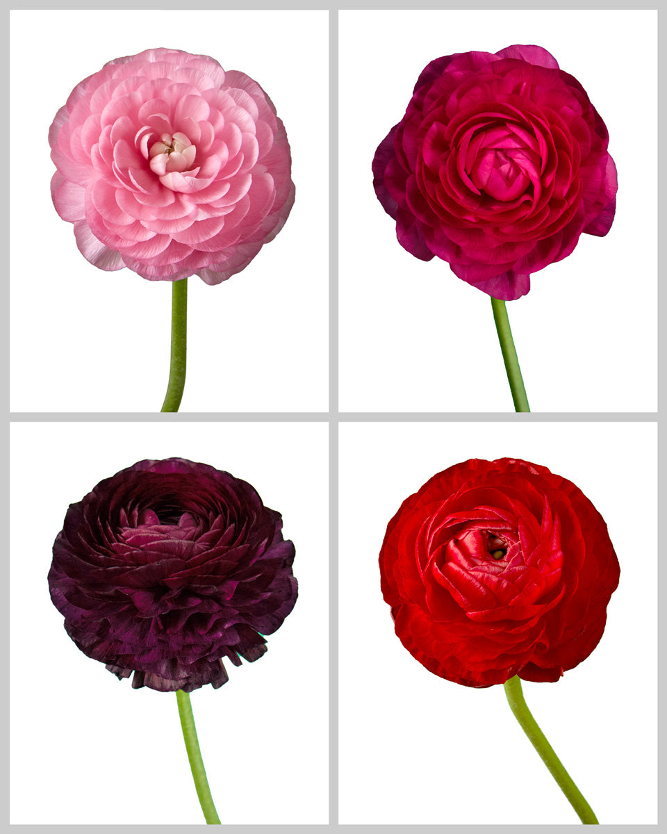 Ranunculus Assorted Box #843 Valentine Day