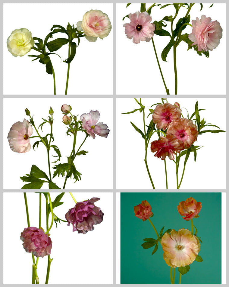 Ranunculus Butterfly Assorted Box Valentine Day