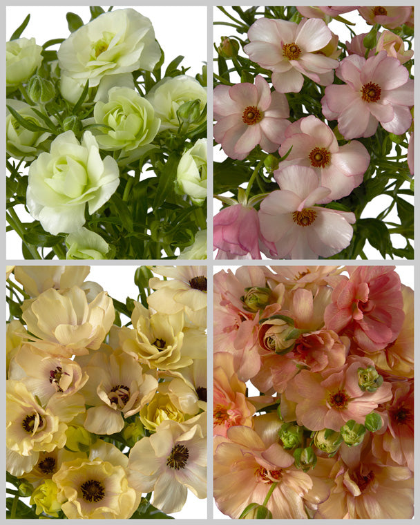 Ranunculus Butterfly Assorted Box Mother's Day