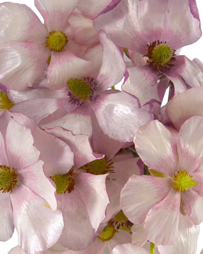Europe Butterfly Ranunculus