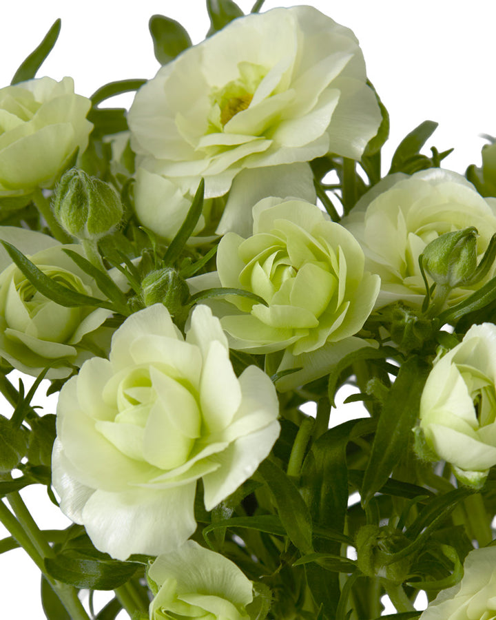 Grace Butterfly Ranunculus