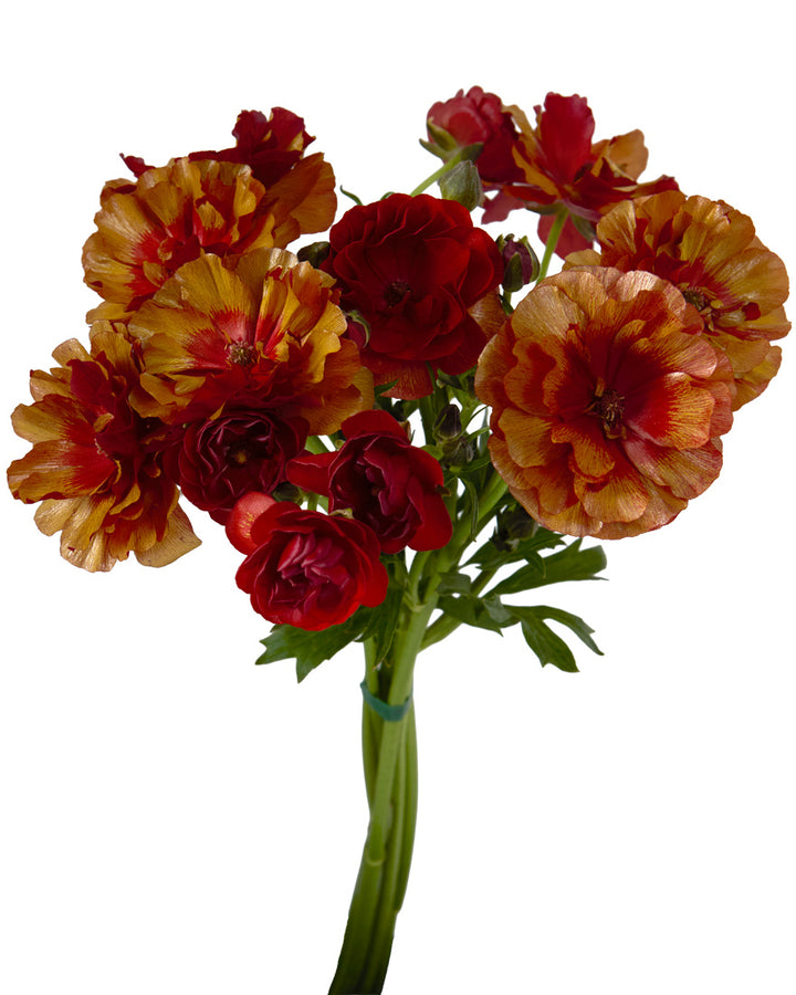 Hades Butterfly Ranunculus