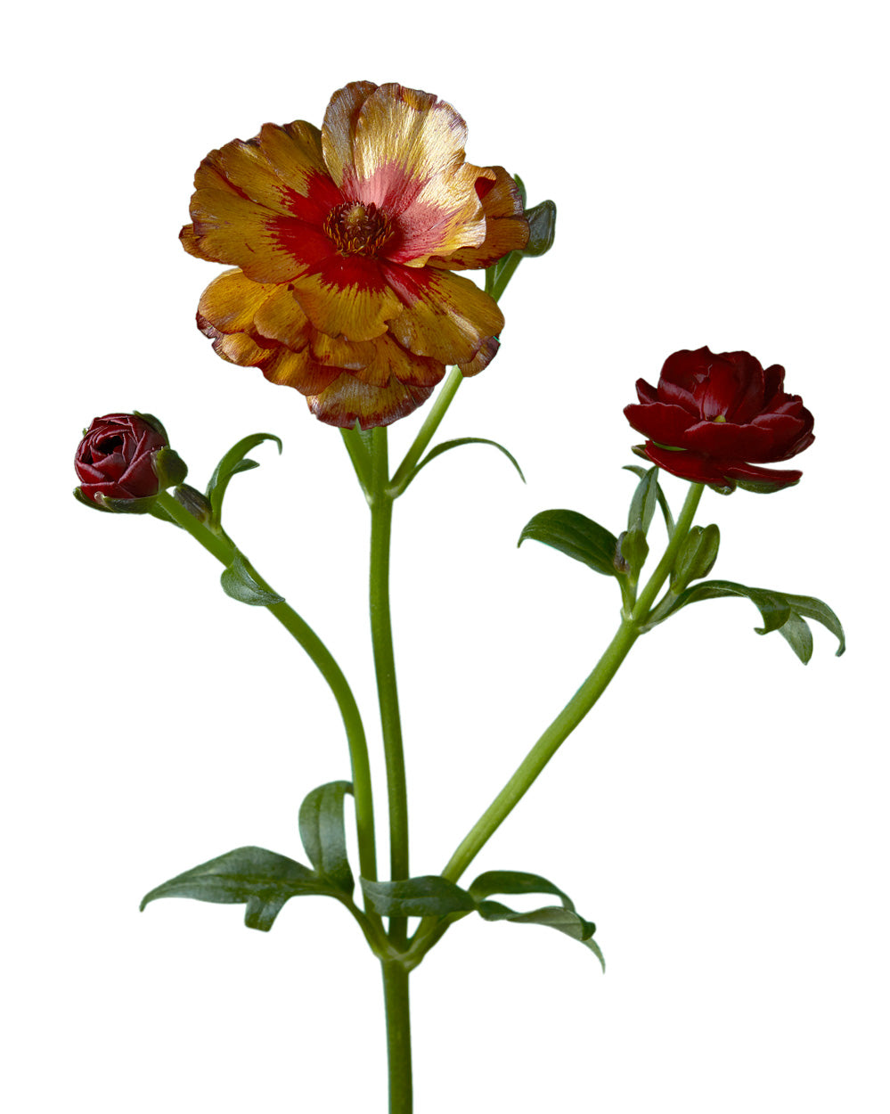 Butterfly Ranunculus Hades - 50CM - $2.75 Each