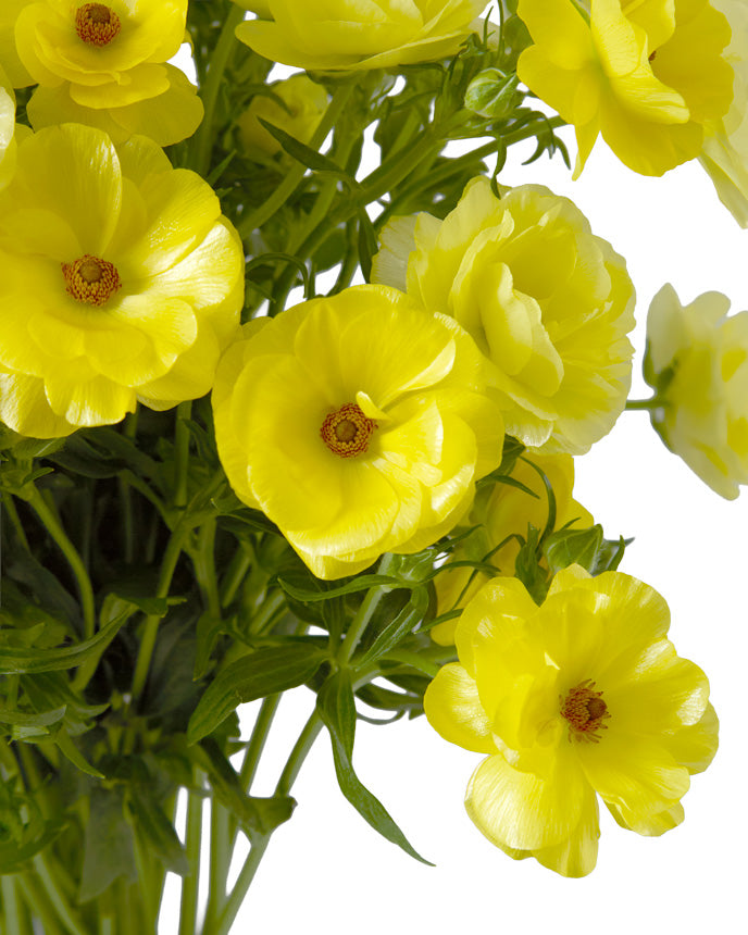 Helios Butterfly Ranunculus