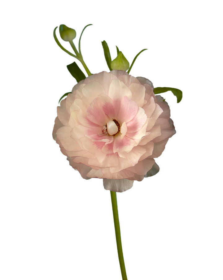 Hera Butterfly Ranunculus