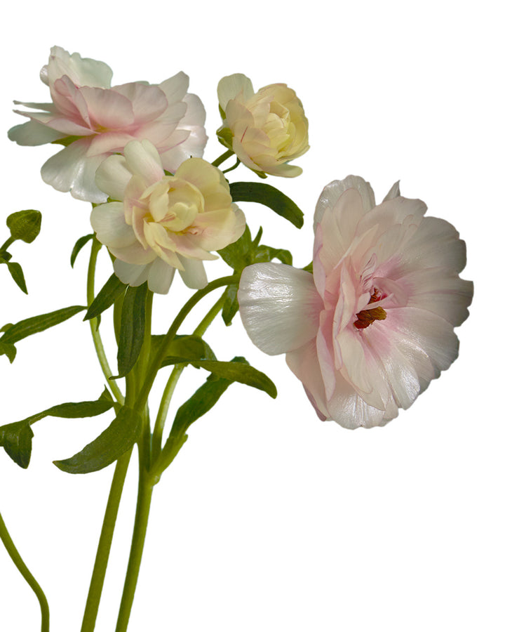 Hera Butterfly Ranunculus
