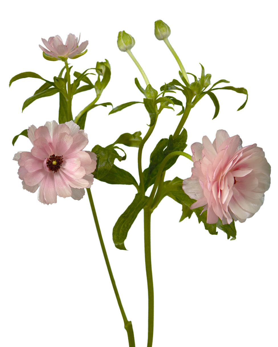 Hera Butterfly Ranunculus