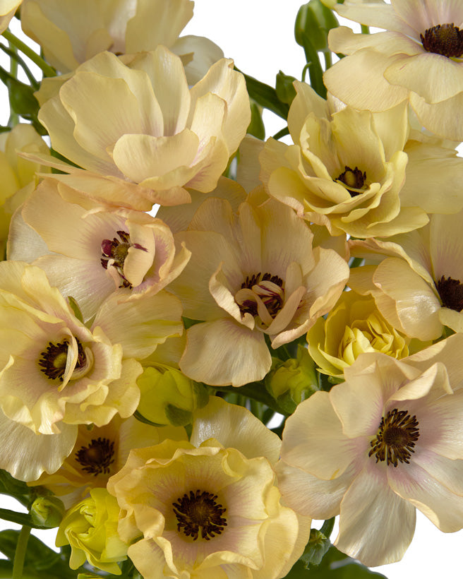 Hestia Butterfly Ranunculus