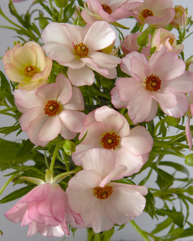 Lycia Butterfly Ranunculus