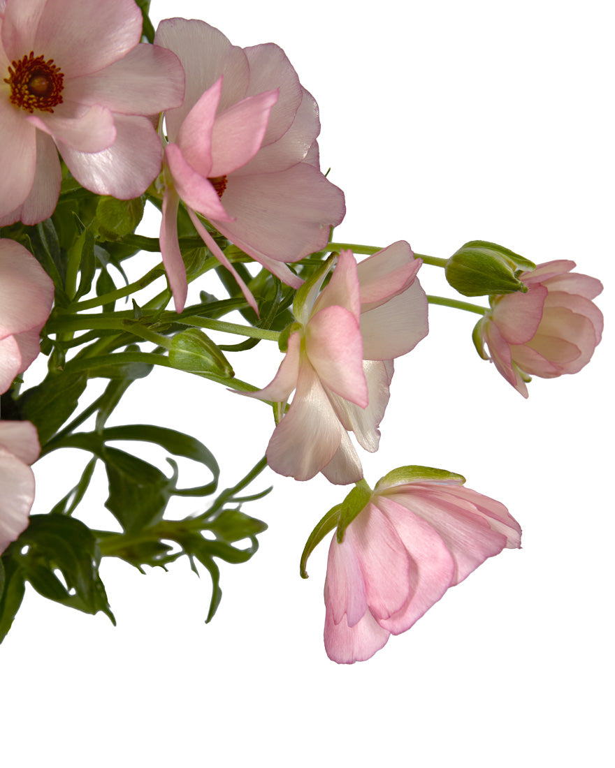 Lycia Butterfly Ranunculus