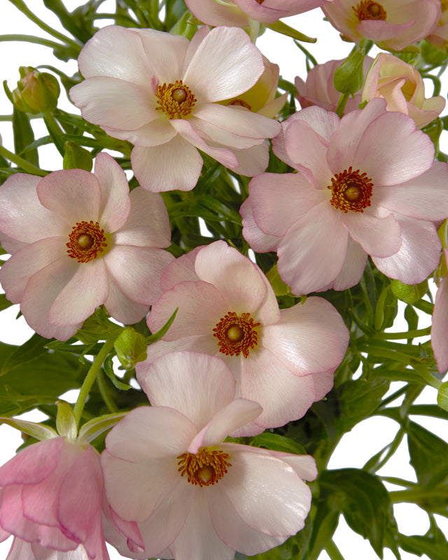 Lycia Butterfly Ranunculus