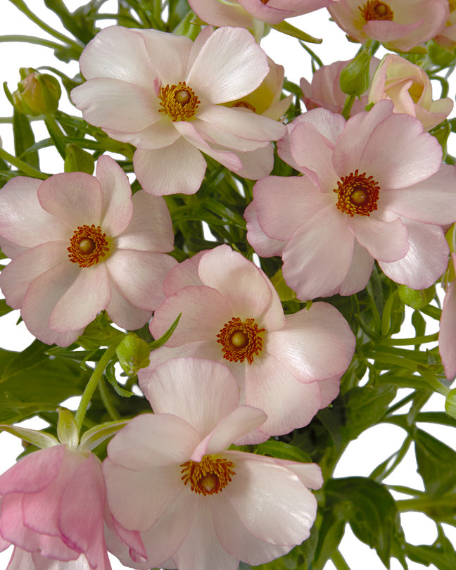 Lycia Butterfly Ranunculus