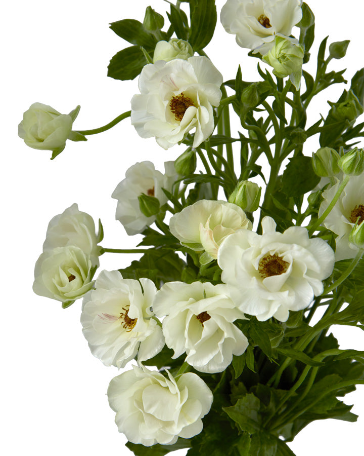 Magical Mascarpone Butterfly Ranunculus