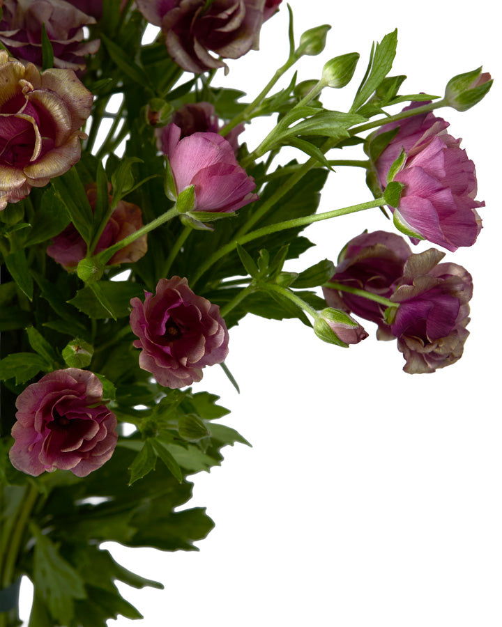 Magical Raspberry Butterfly Ranunculus