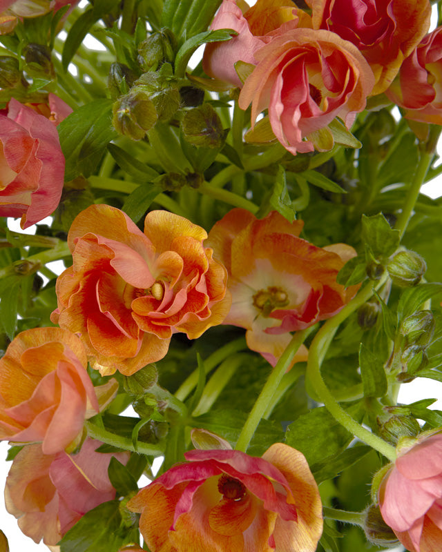 Magical Salmon Butterfly Ranunculus