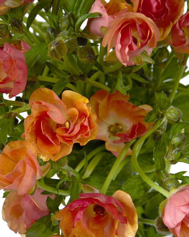 Magical Salmon Butterfly Ranunculus