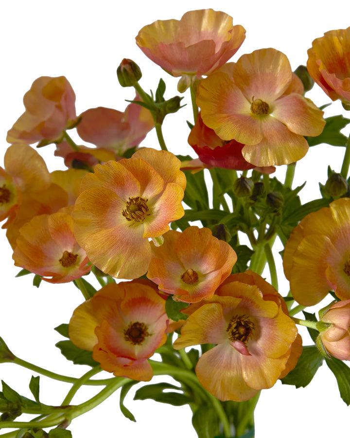 Magical Salmon Butterfly Ranunculus