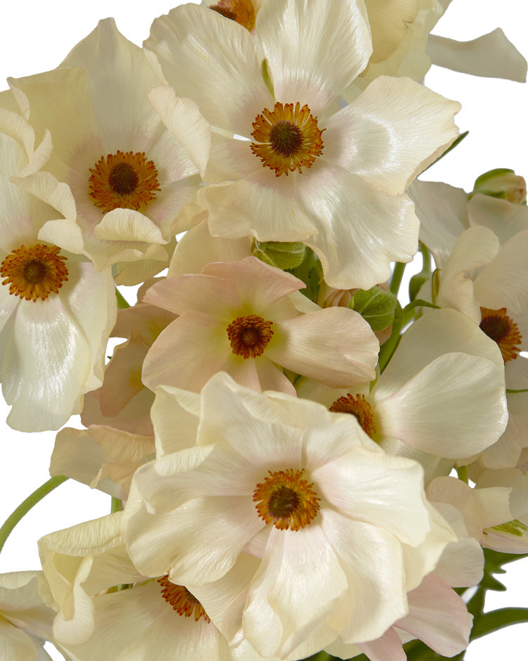 Melissa Butterfly Ranunculus
