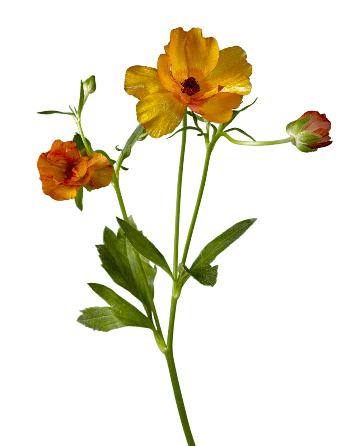 Minoan Butterfly Ranunculus