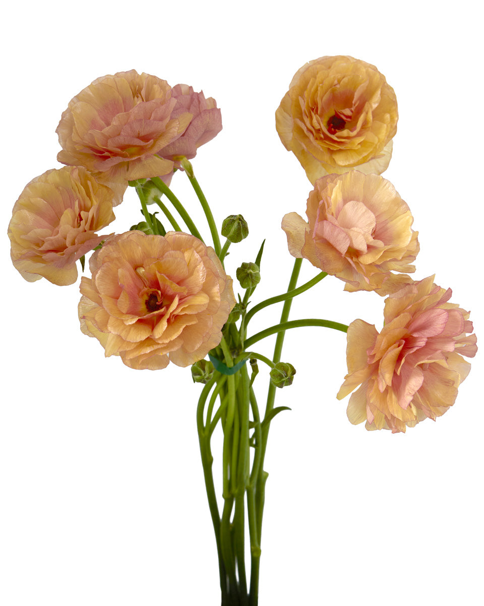Moderna Epoque Butterfly Ranunculus