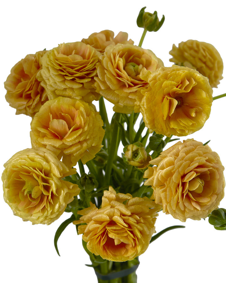 Moderna Miele Butterfly Ranunculus