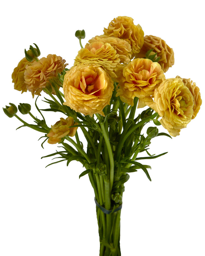 Moderna Miele Butterfly Ranunculus