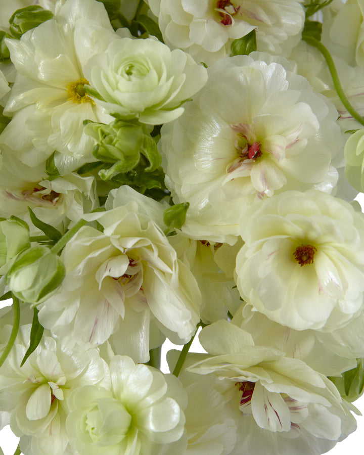 Moderna Murano Butterfly Ranunculus