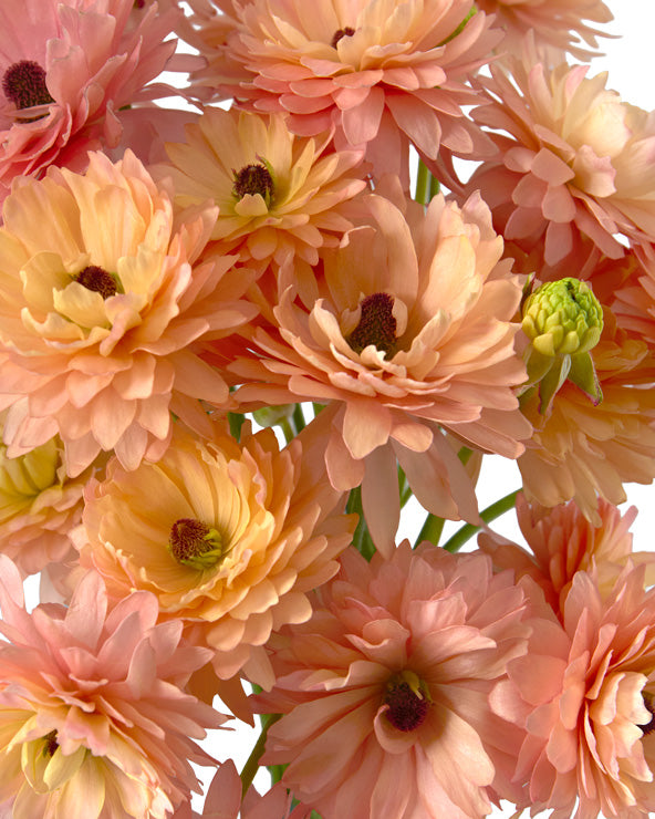 Moderna Riviera Butterfly Ranunculus