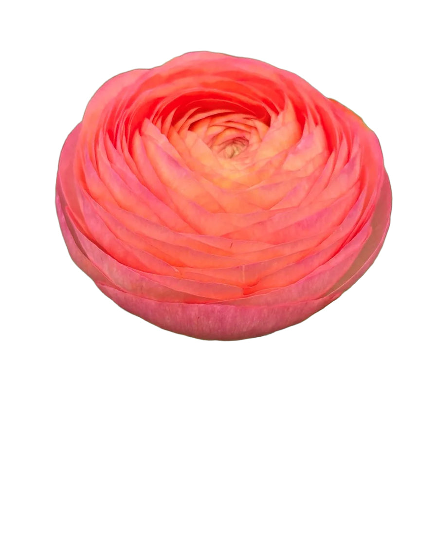 Aragosta Success Cloni Ranunculus