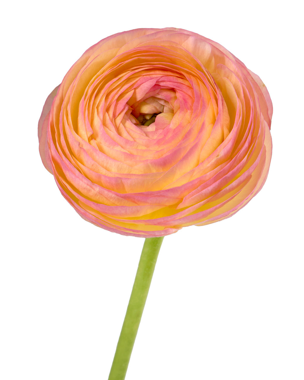 Aragosta Success Cloni Ranunculus
