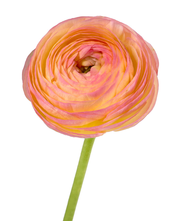 Aragosta Success Cloni Ranunculus