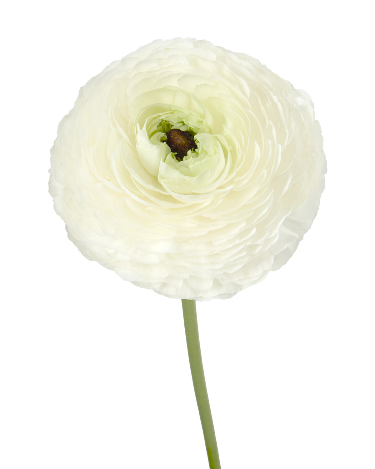 Bia Success Cloni Ranunculus