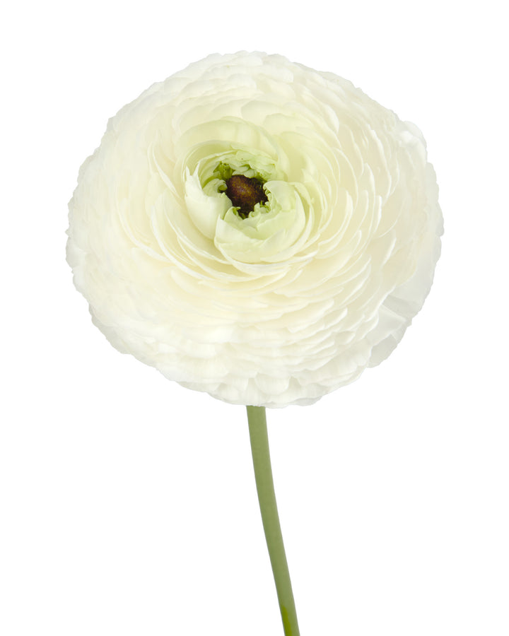 Bia Success Cloni Ranunculus