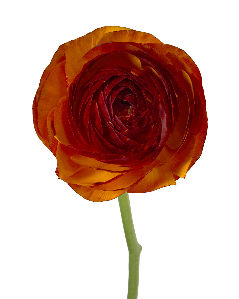 Brownie Success Cloni Ranunculus