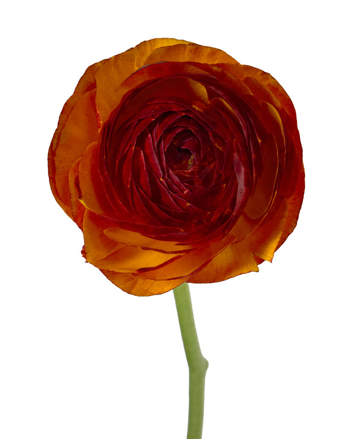 Brownie Success Cloni Ranunculus