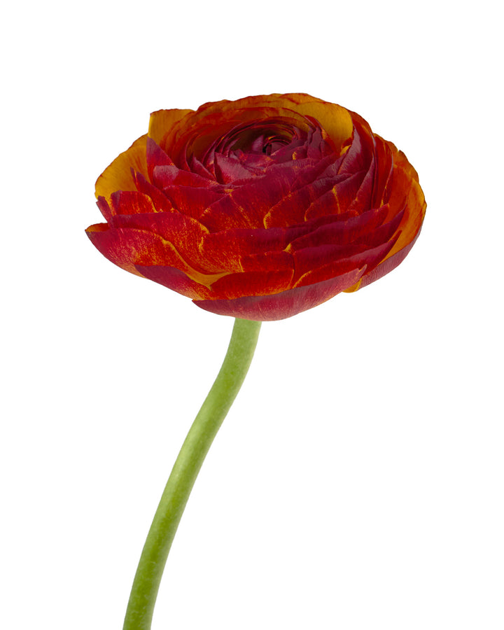 Brownie Success Cloni Ranunculus