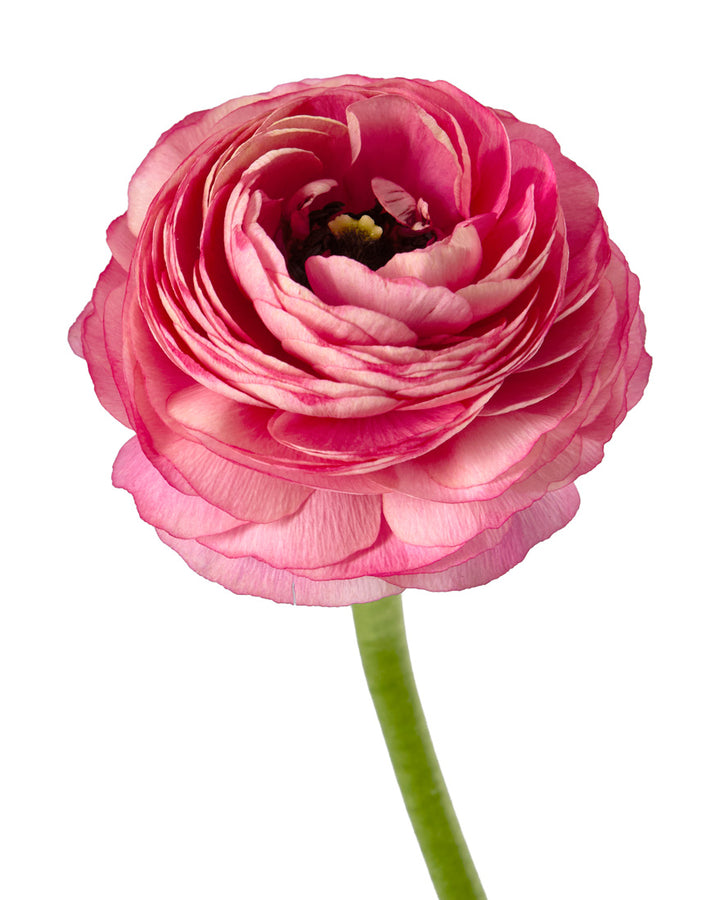 Charleston Success Cloni Ranunculus