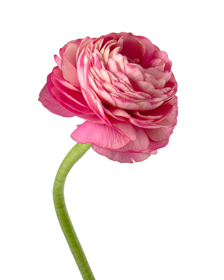 Charleston Success Cloni Ranunculus