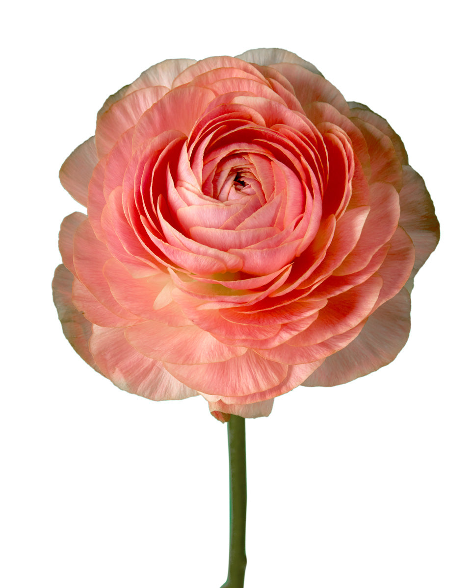 Coral Success Cloni (Clooney) Ranunculus