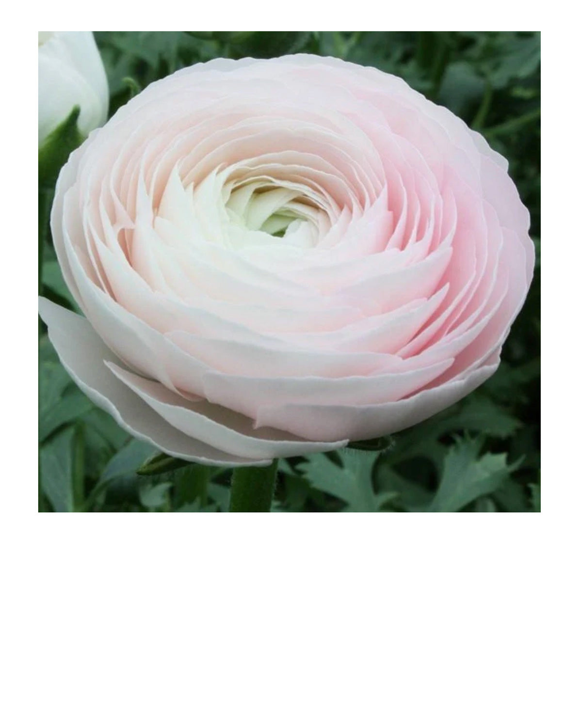 Dream Success Cloni Ranunculus