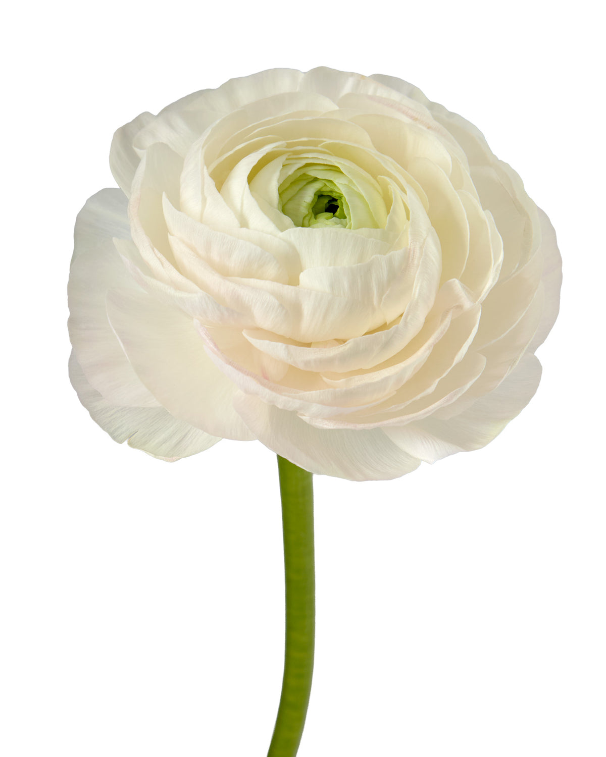Dream Success Cloni Ranunculus