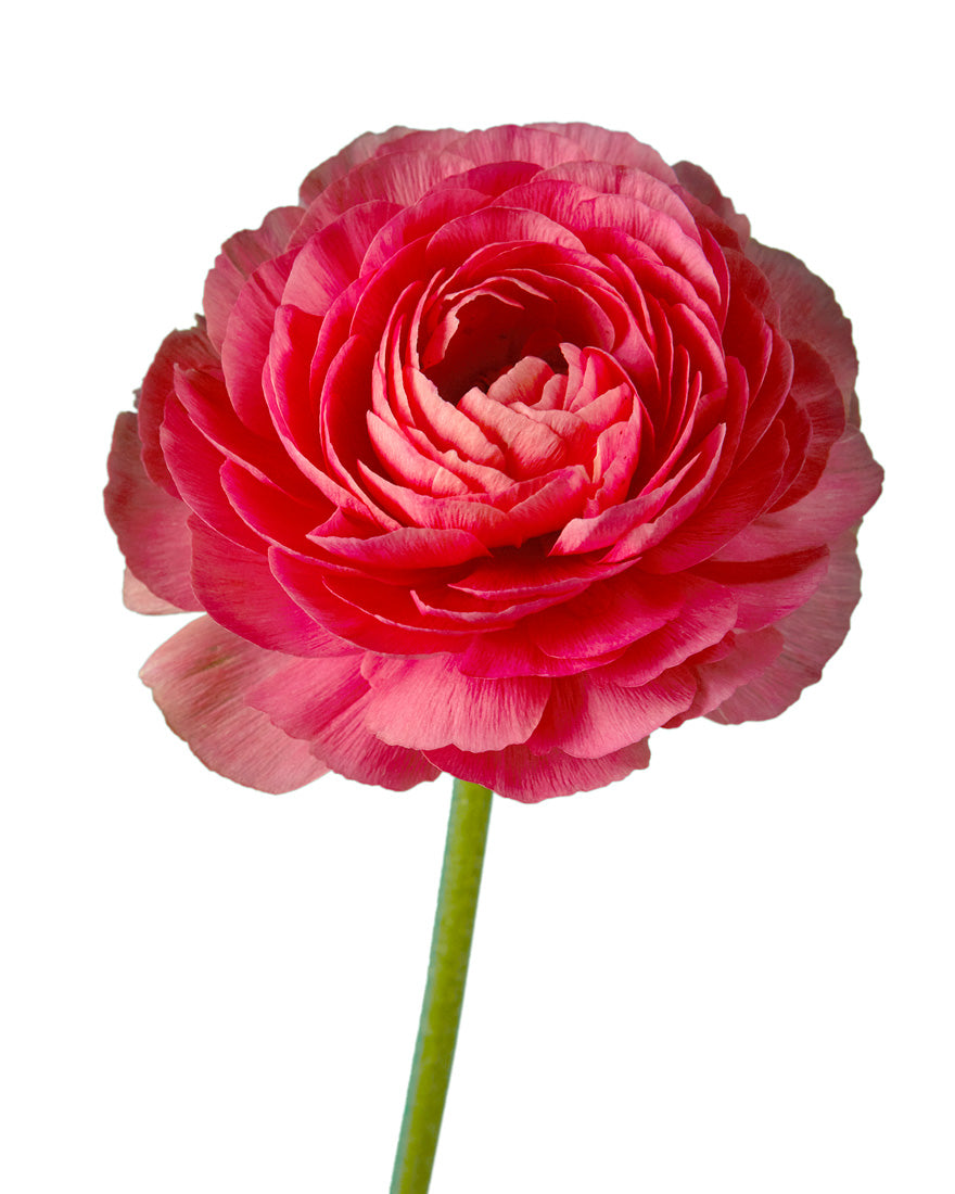 Fragolino Success Cloni Ranunculus