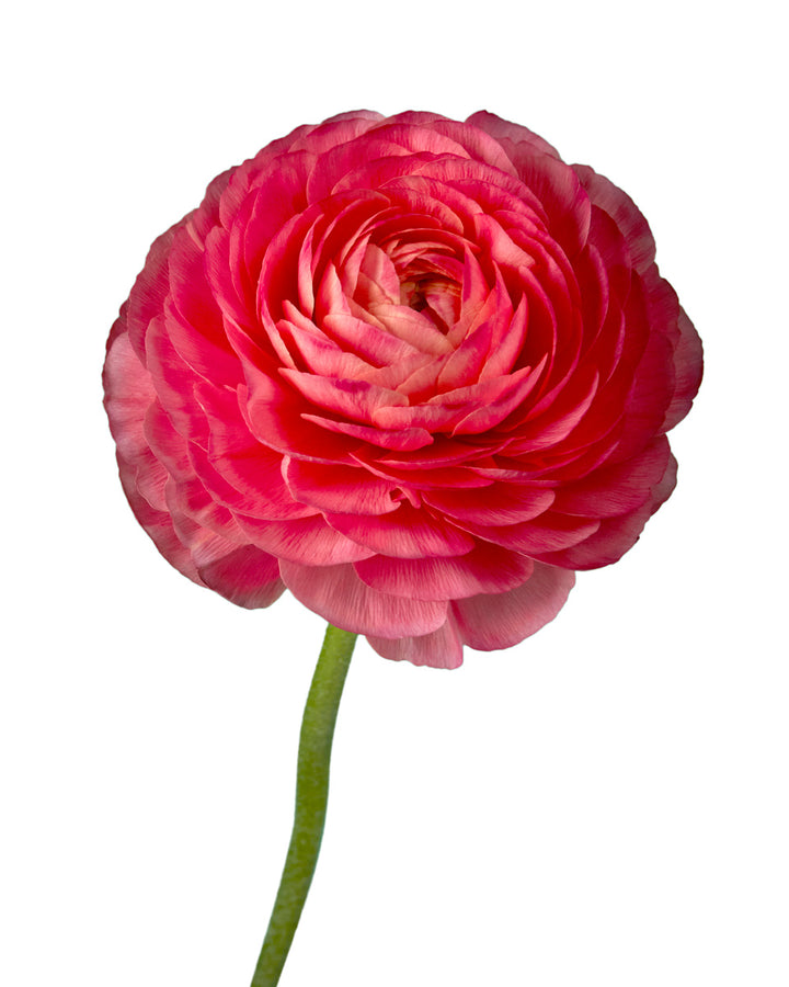 Fragolino Success Cloni Ranunculus