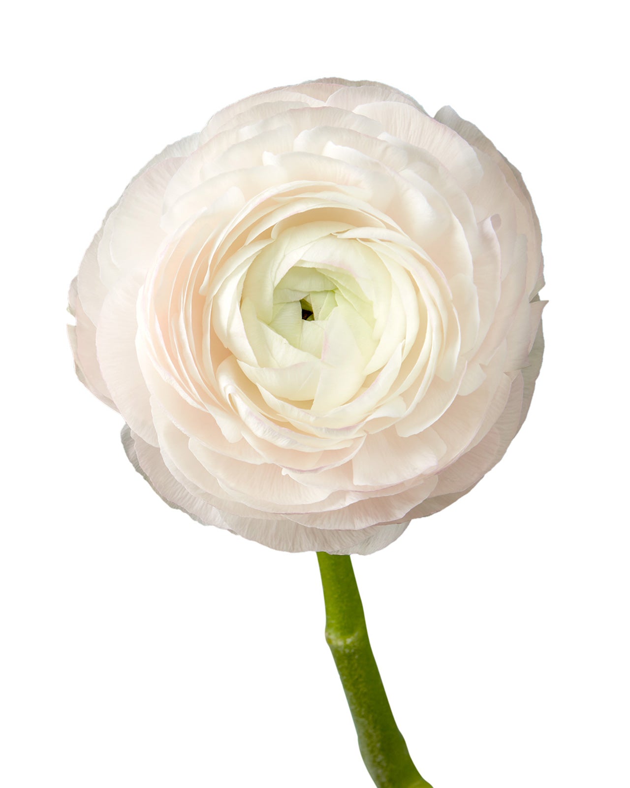 Lady Pink Success Cloni (Clooney) Ranunculus