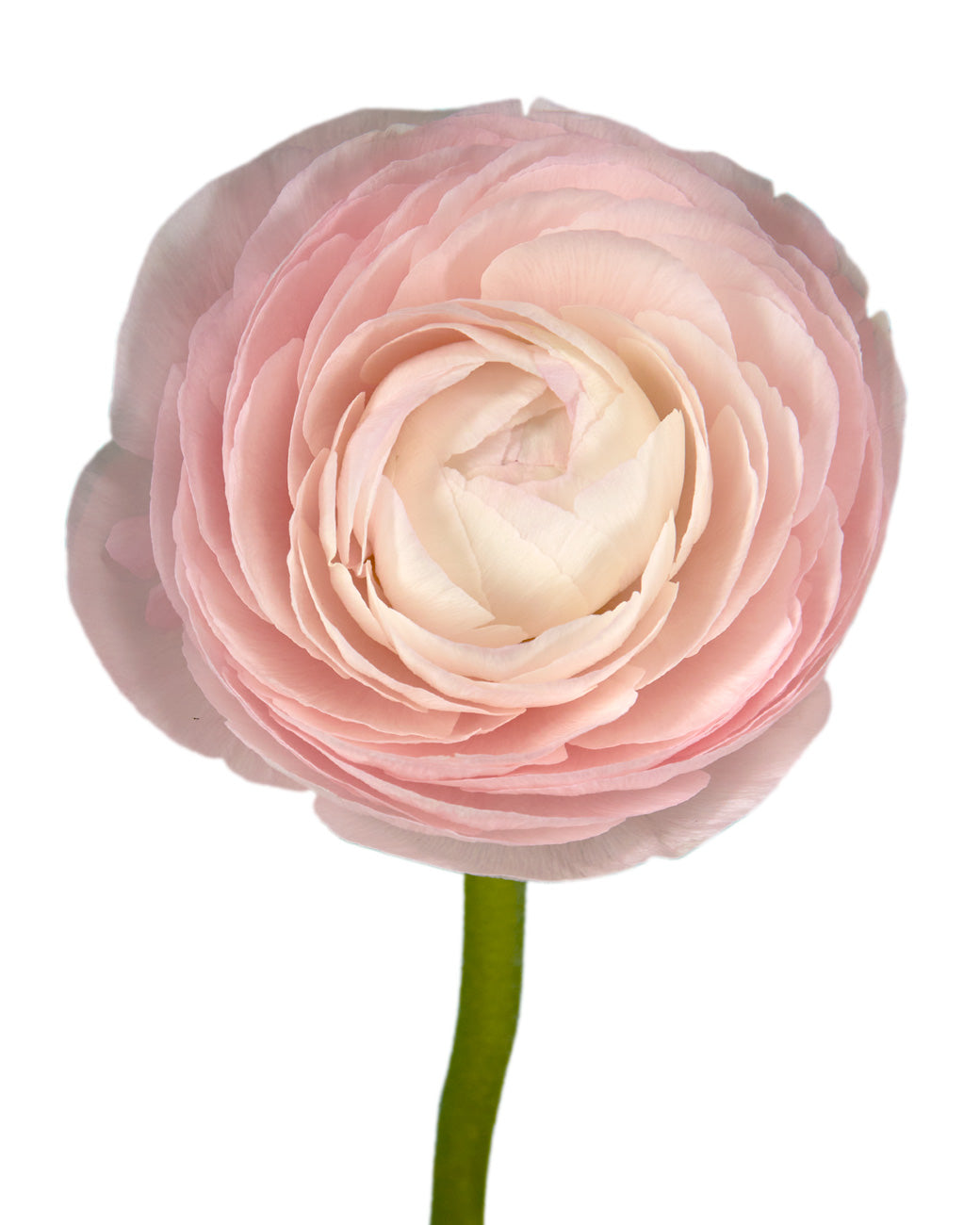 Lady Pink Success Cloni Ranunculus Valentine Day