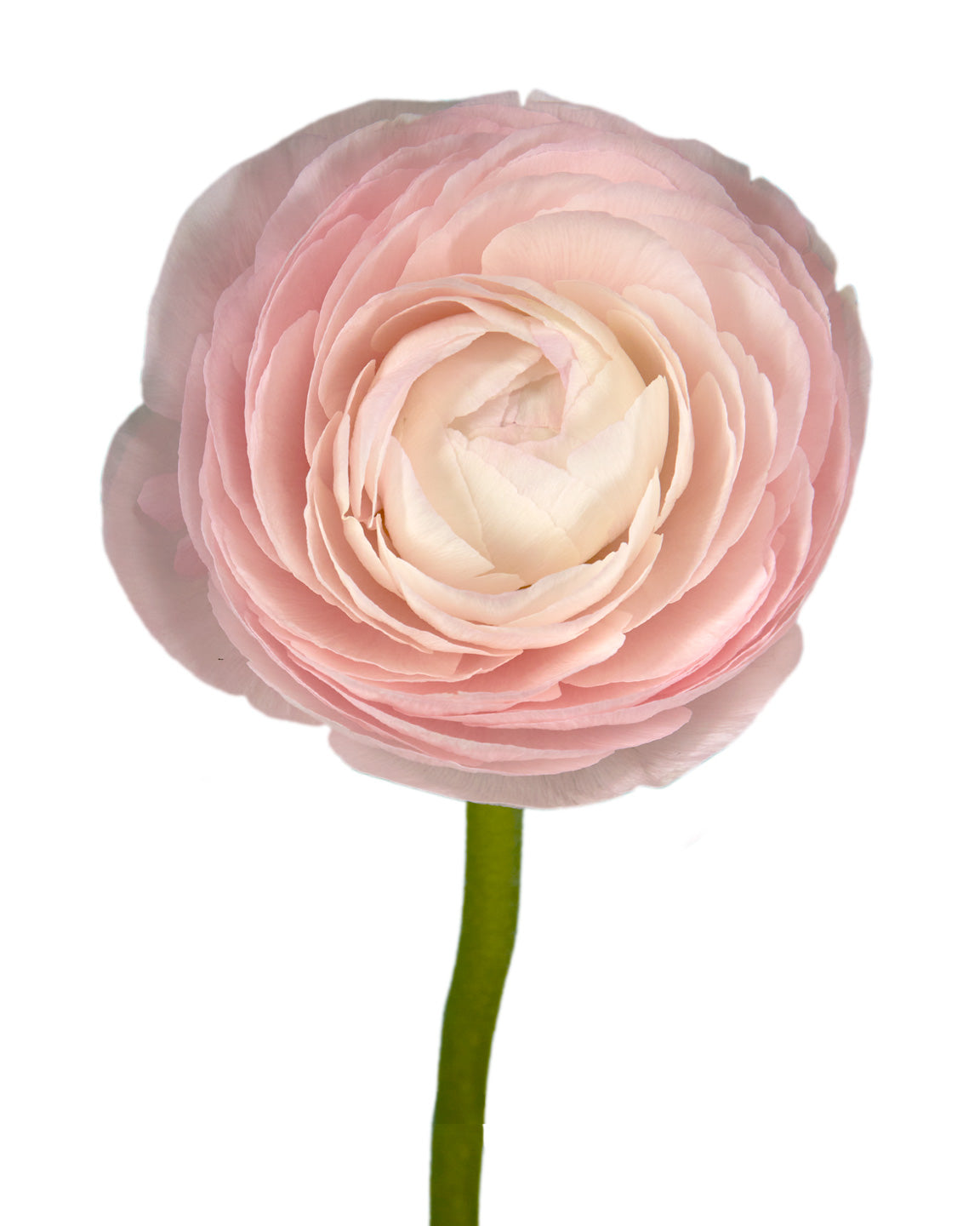 Lady Pink Success Cloni Ranunculus