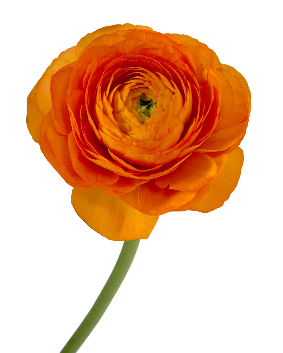 Lambada Success Cloni Ranunculus